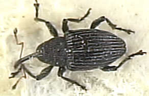 Curculio pyrhhoceras